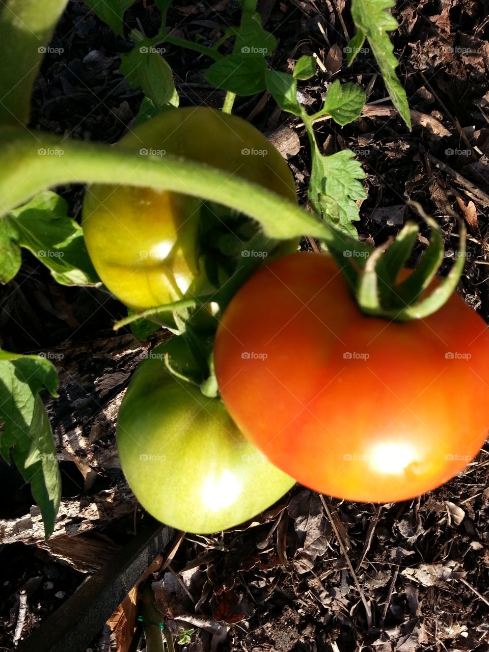 Garden Tomato s. May 28 2015 Garden Tomatoes