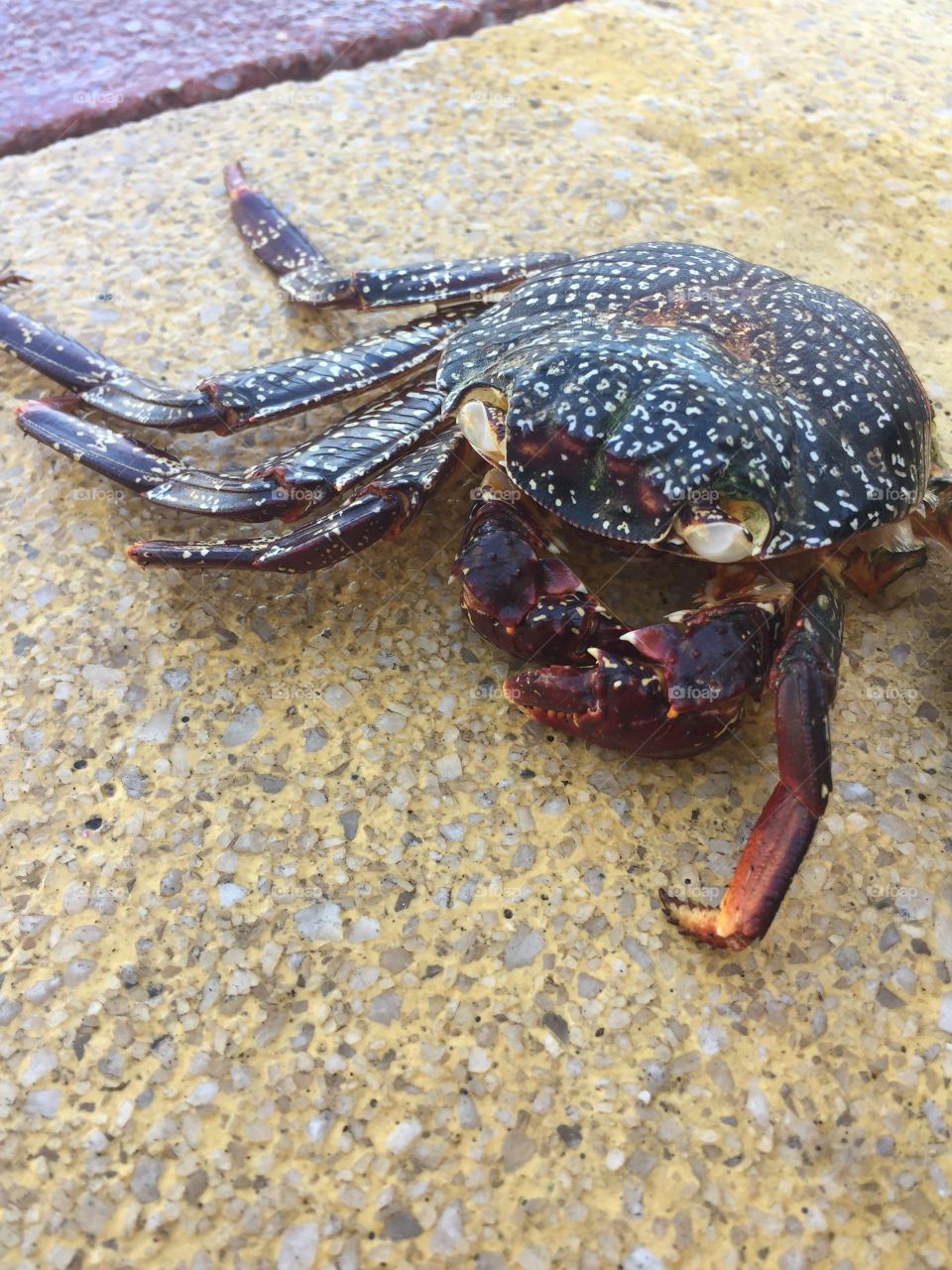 Crab 