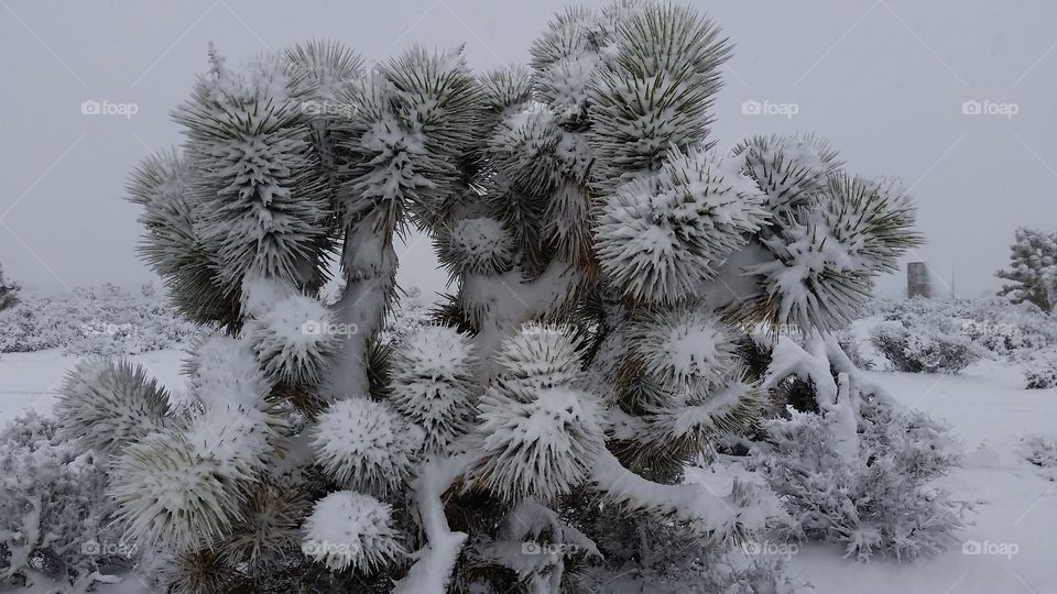 April Snows on a Joshua Tree in the Nevada Desert