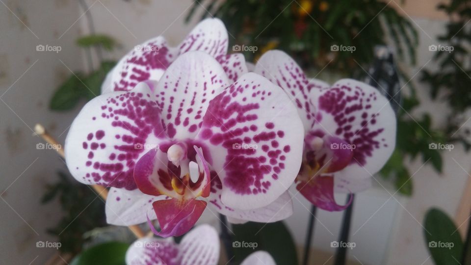 Orchids passion 4