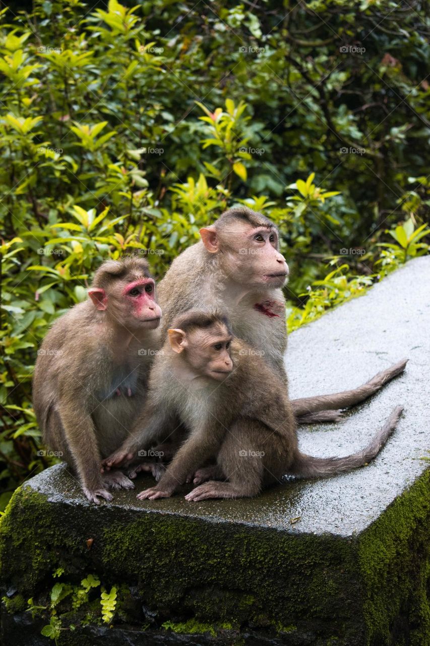 monkeys on the roadside