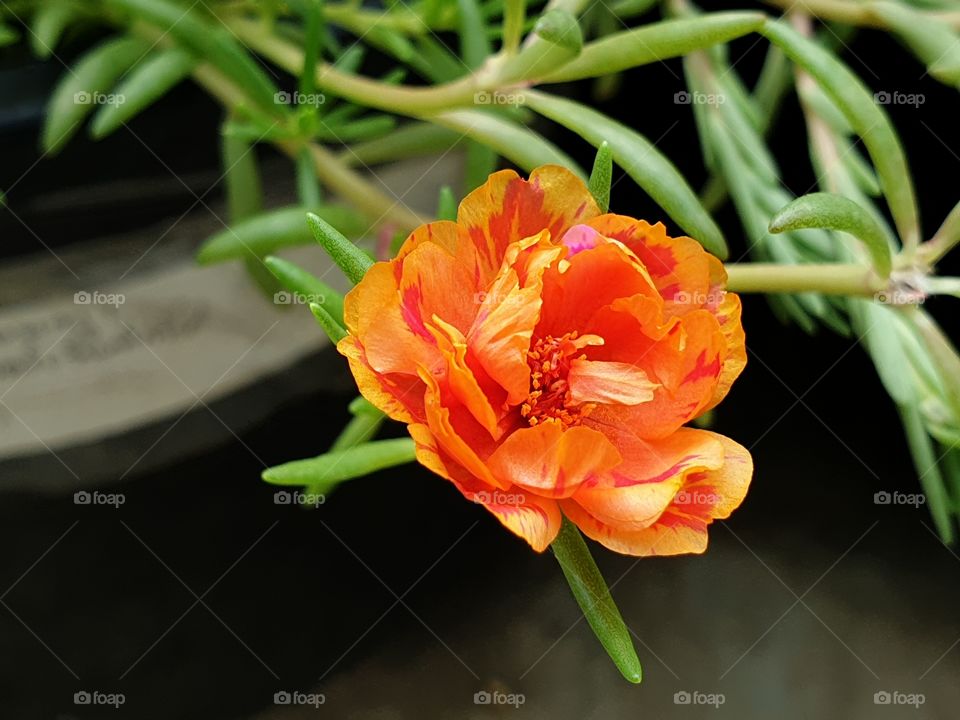 the Portulaca Grandiflora