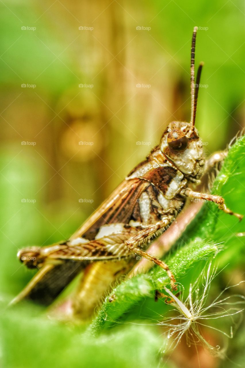 beauty of wildlife animal in closeup