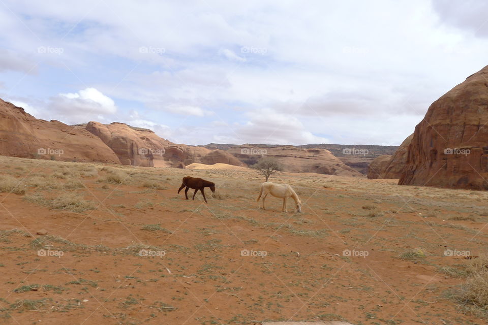 Horses in the desert