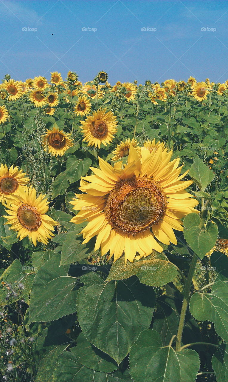 Field of sunflowers