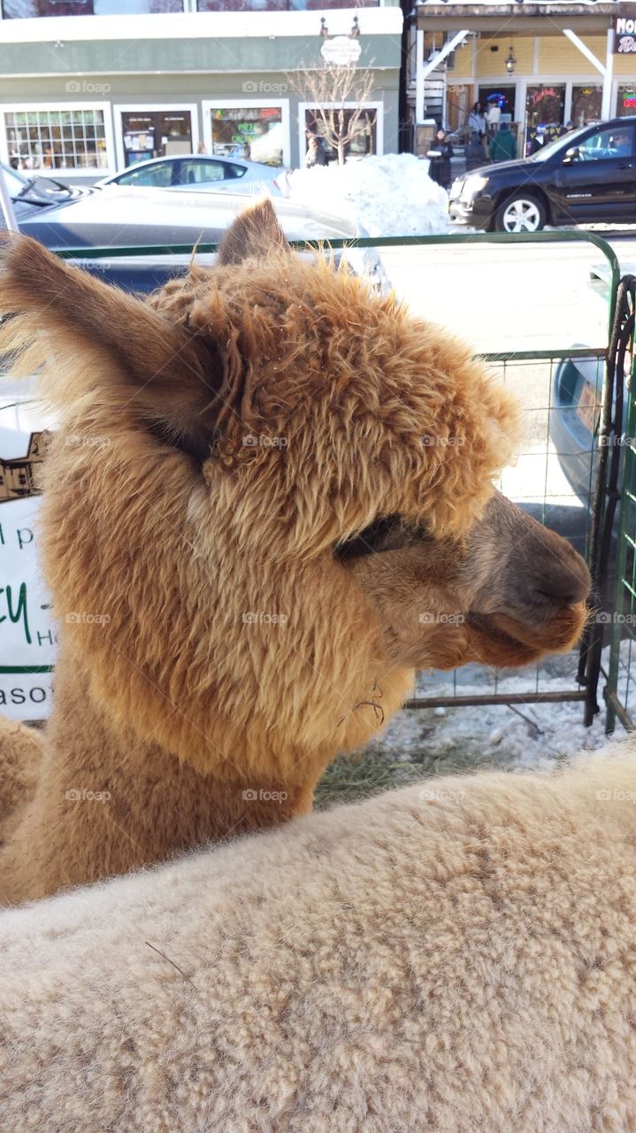 alpaca