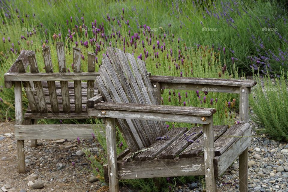 Sitting in lavender 