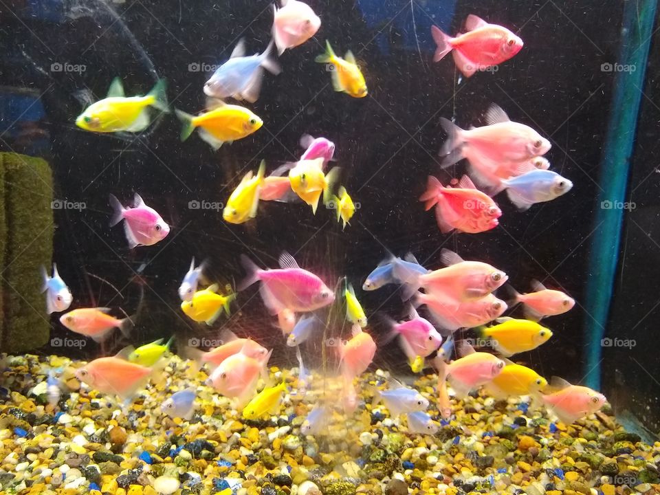 Colorful fish in an aquarium.