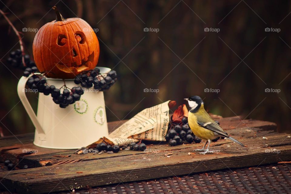 still life with titmouse and pumpkin for Halloween