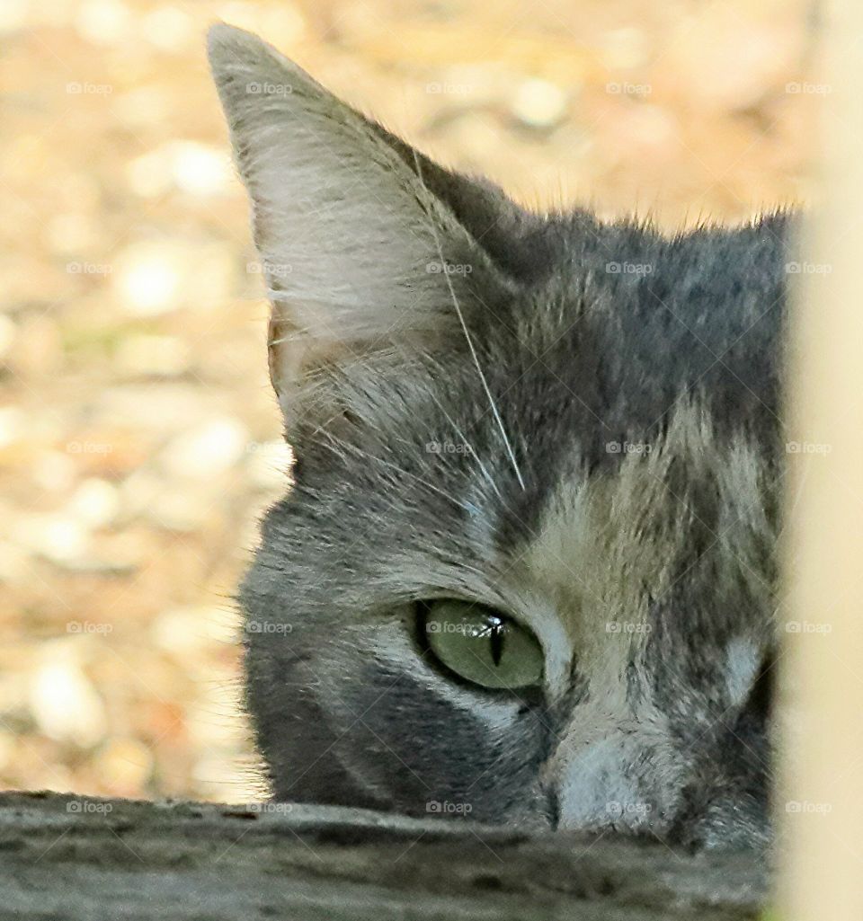 Cat watching over something