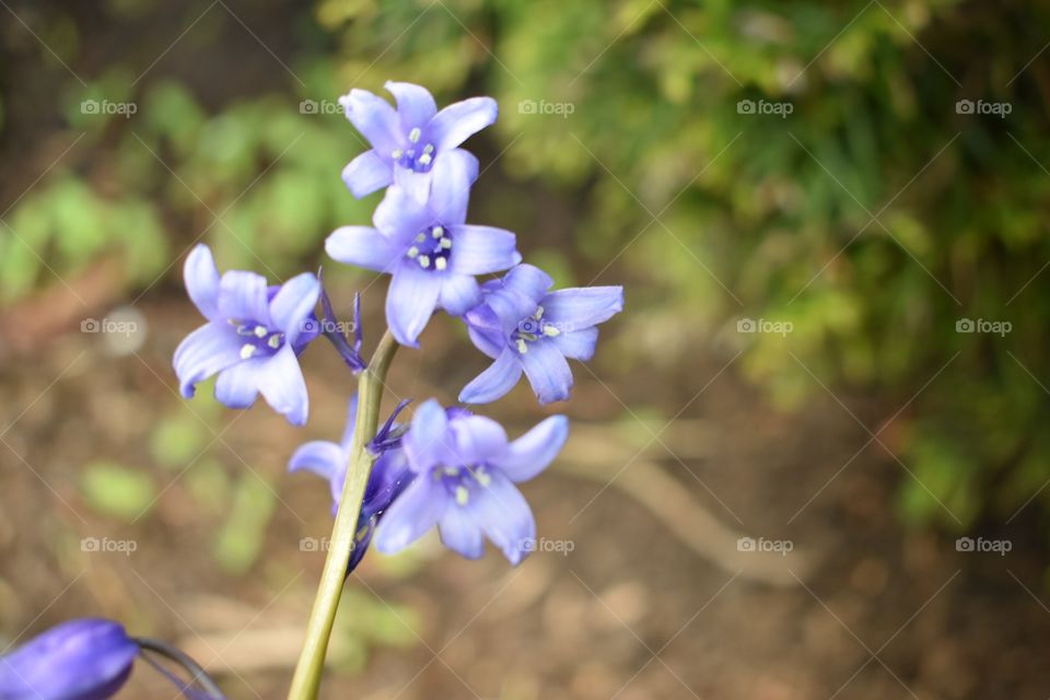 Blue flower 