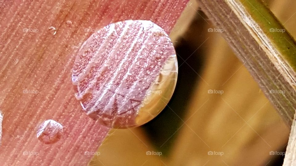Waterdrop on the leaf.