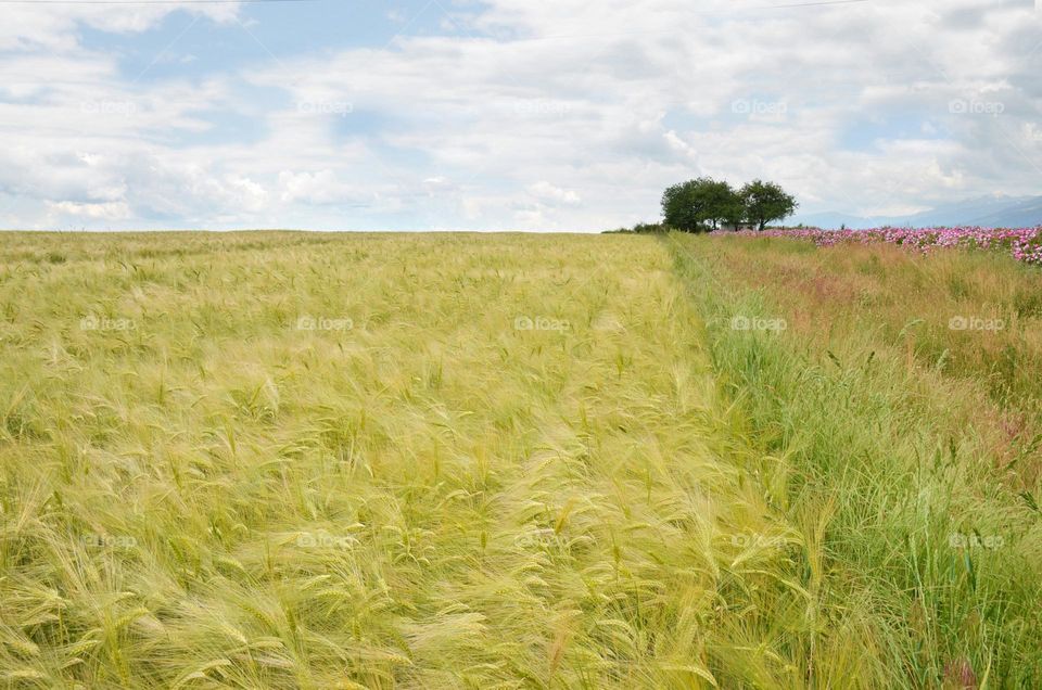 Tree among the Wheat fields