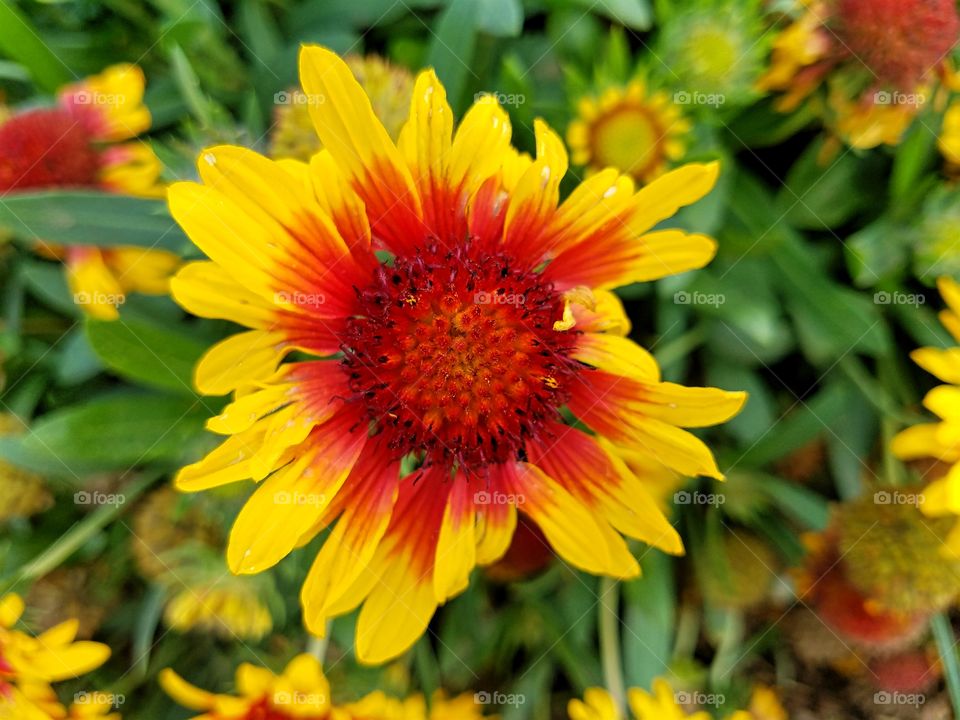 Yellow & Orange Daisy!