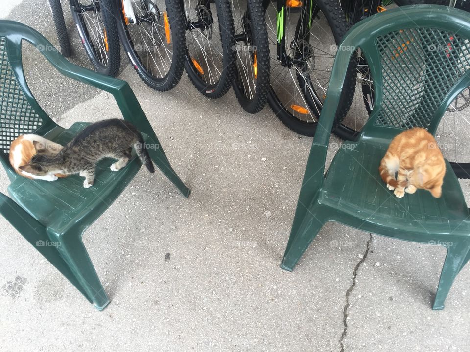 Three ladies chilling on our places
