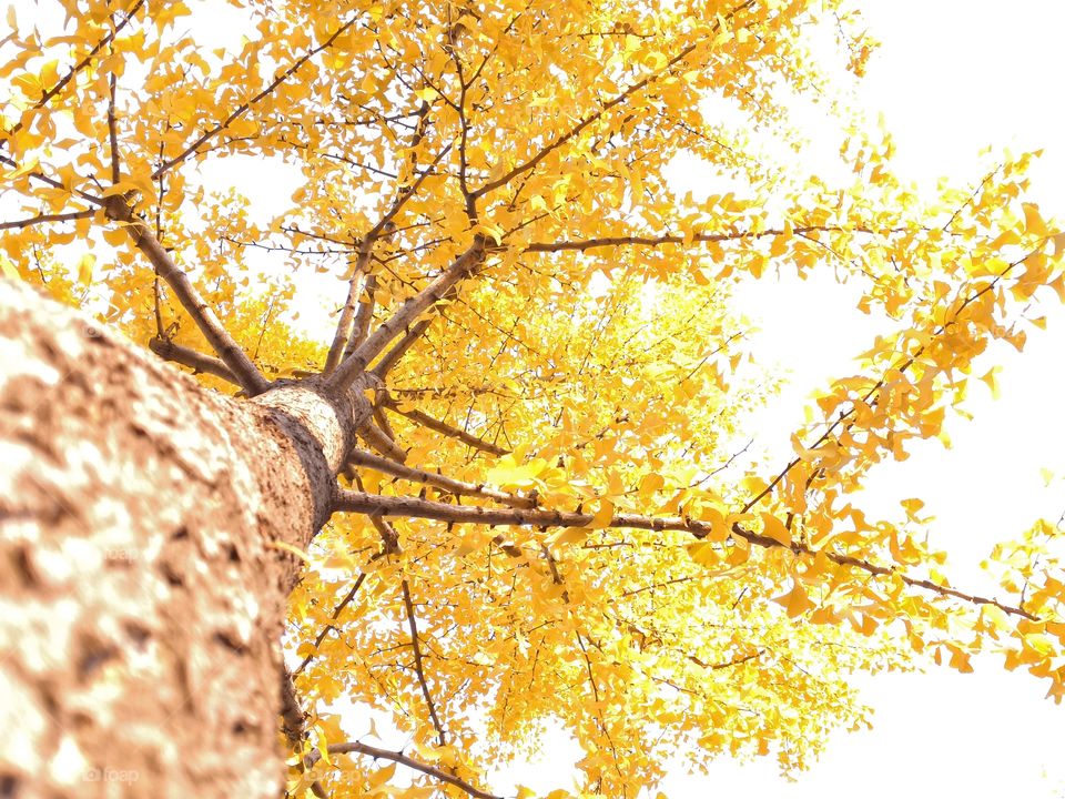 The golden leaves of the ginkgo trees in the park are particularly beautiful in autumn