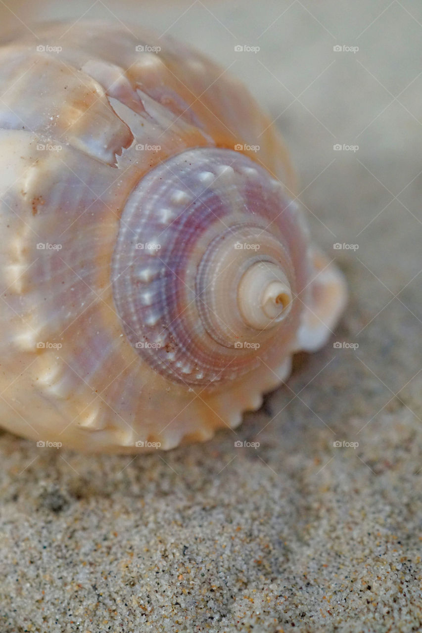 Close-up of conch shell