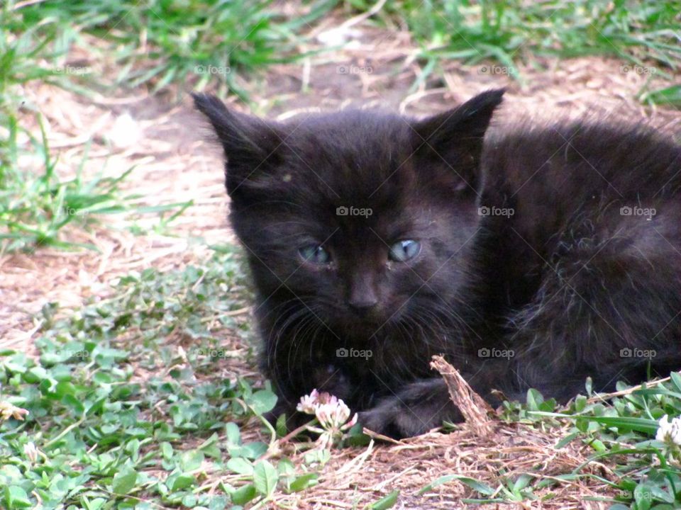 Tabby kitten 