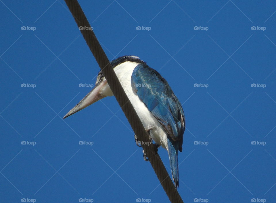 White-collared kingfisher. Interest attention to the ponds from the height one perching site, cable aside of the road. But, there's not far location to the site of more natural habitat, mangrove .