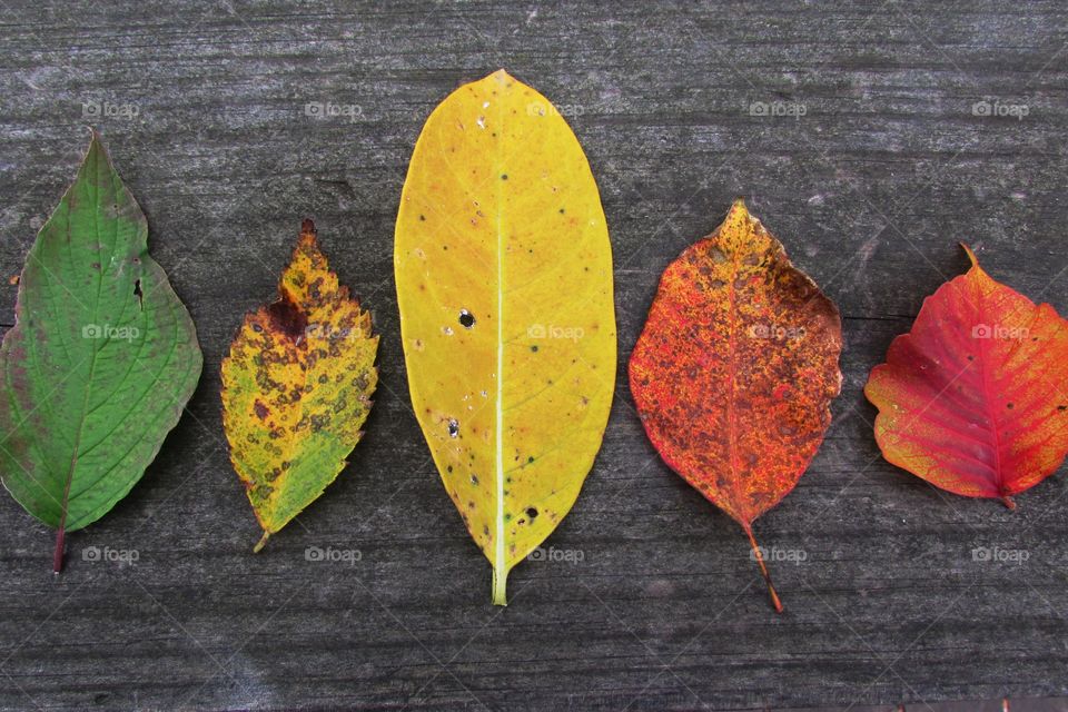 Capturing Autumn in Wisconsin.