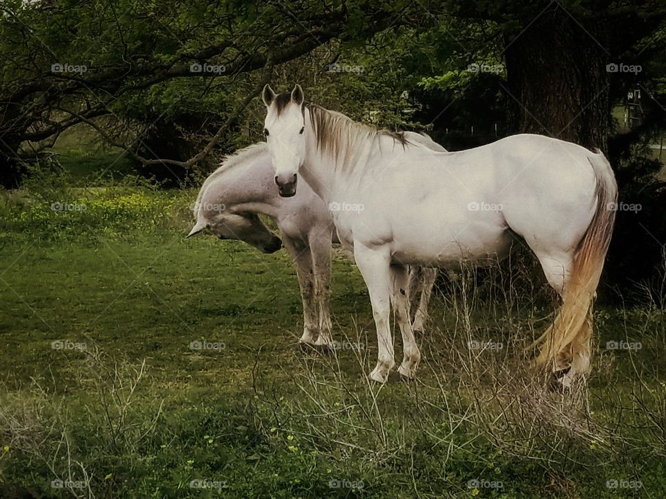 Gray Horses