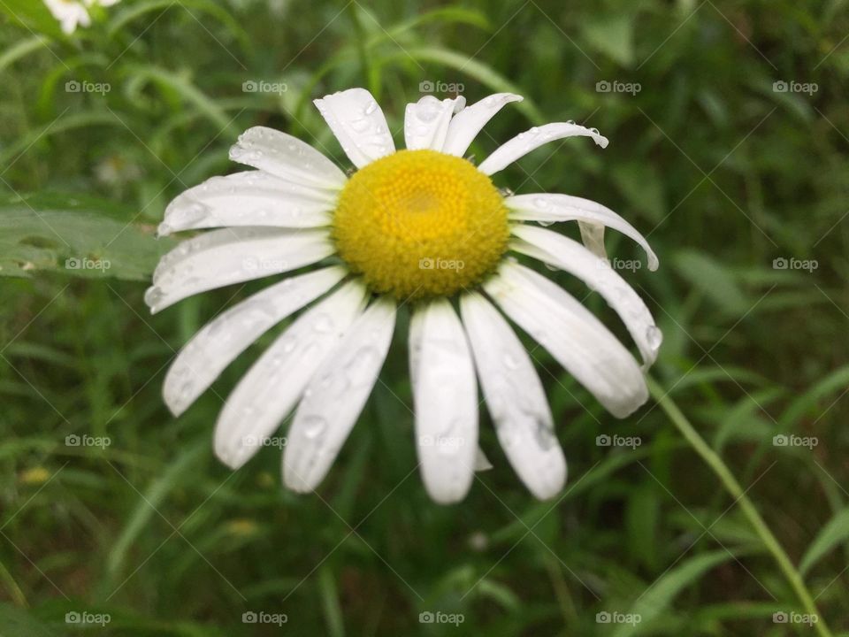 Quebec Canada forest flower camping nature 