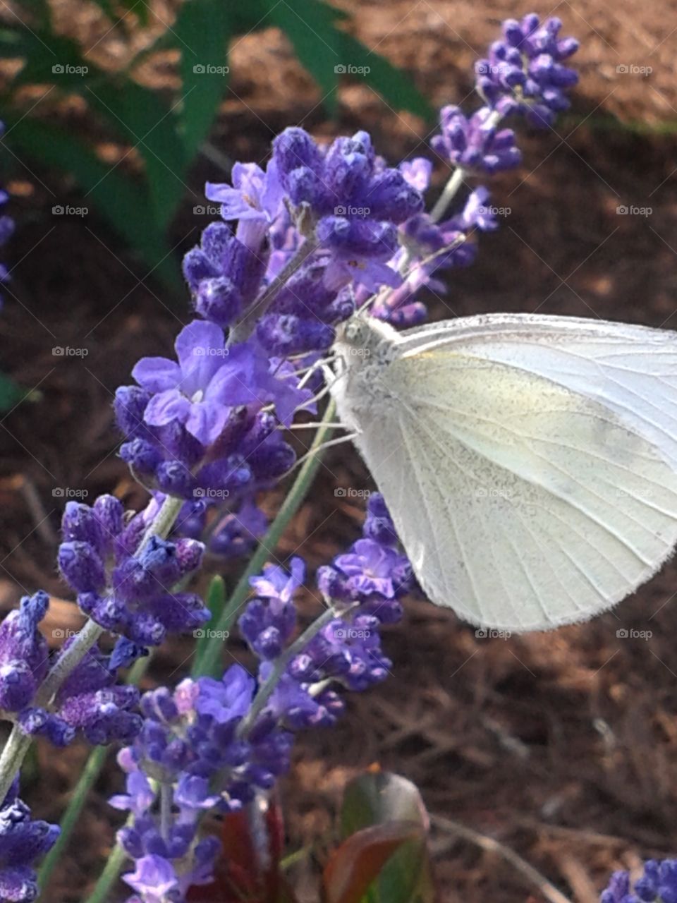 Butterfly on the Lavender. This little garden gem stopped for a sweet sip of Lavender.