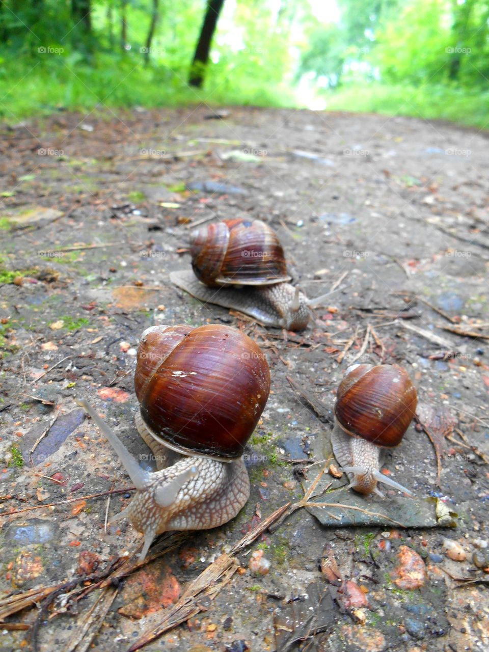 snails beautiful portraits view from the ground