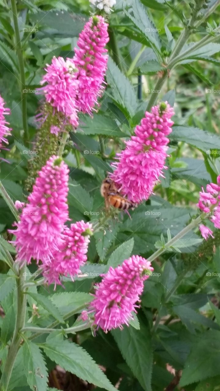 Honeybee Gathering Nectar