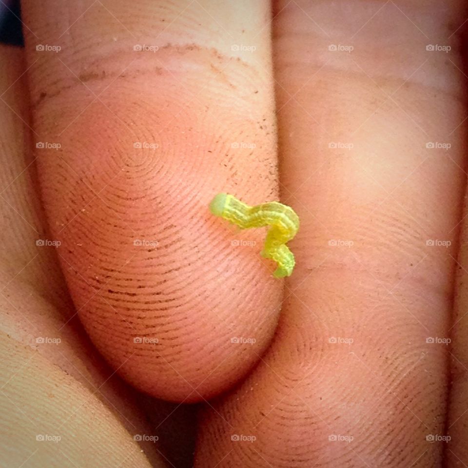 Tiny Inchworm on Tiny Fingertips