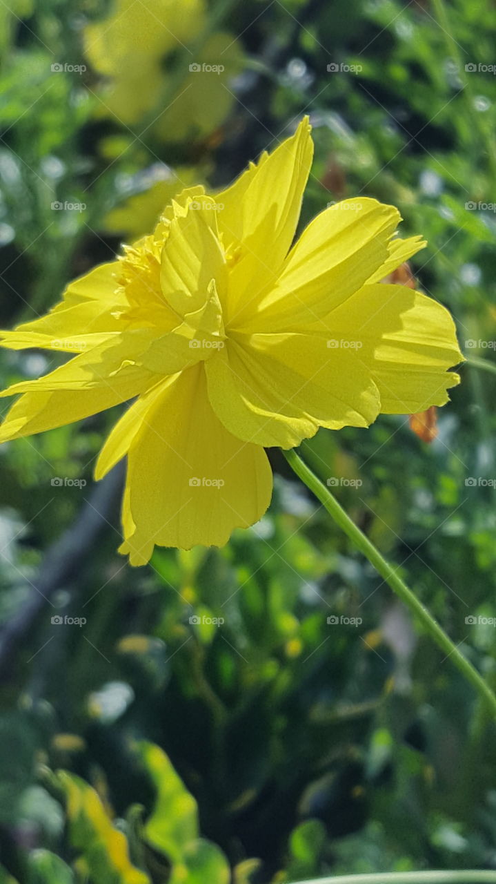 flower yellow