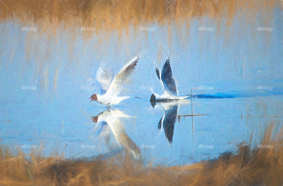 Seagull reflections digital art