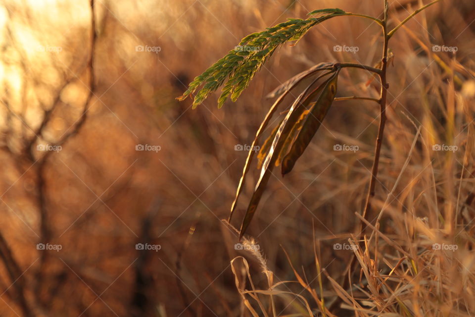 Low down in the weeds