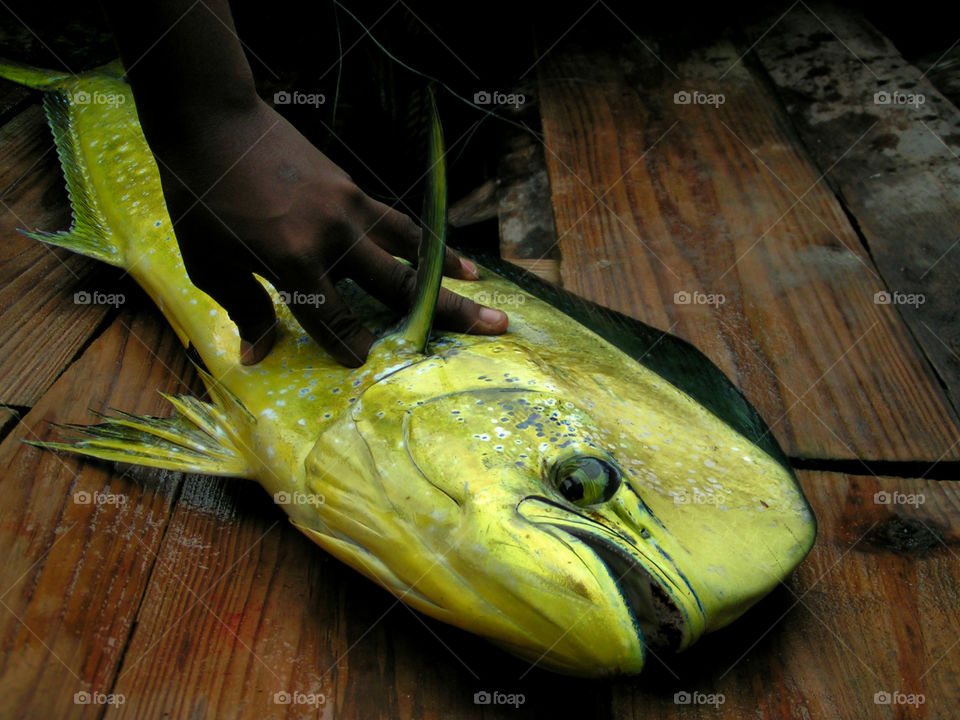 Fishing mahi-mahi, fresh catch