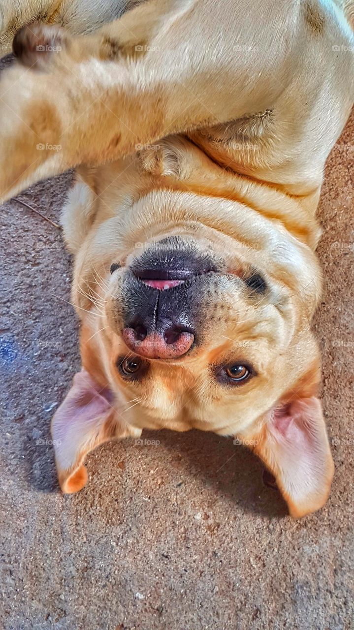 cute dog selfie