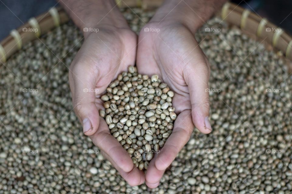 robusta coffee bean