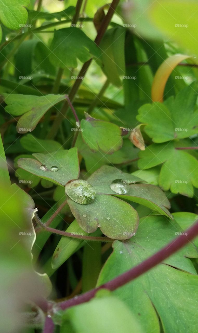 Drops on clover leaf