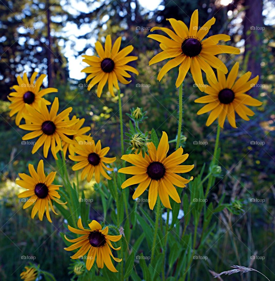 Sunflowers in Suncadia