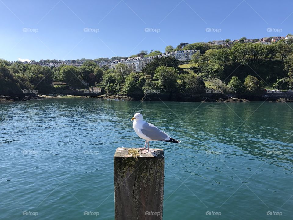 Ilfracombe on a glorious late spring day, whilst the gulls May steal our food, they still make stunning models.