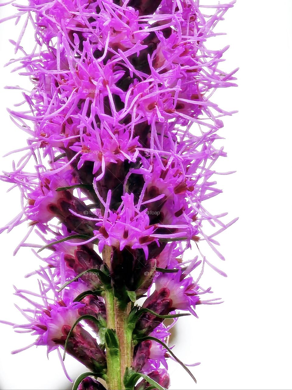 Blooming pink flowers