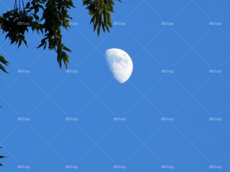 moon with branches
