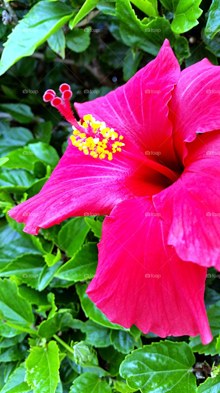 Hibiscus. Beautiful Hibiscus in full bloom!