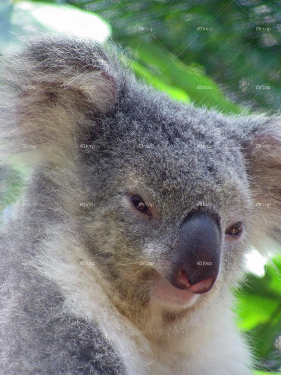 Cute and cuddly koala bear. 