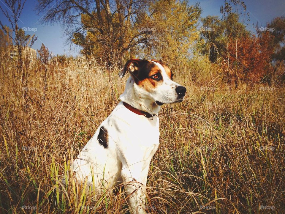 doggy in the field