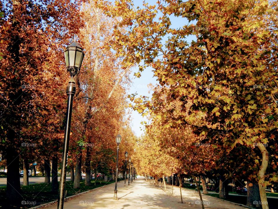 A walk in the park on an autumn day.
