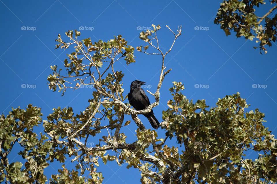 A Crow