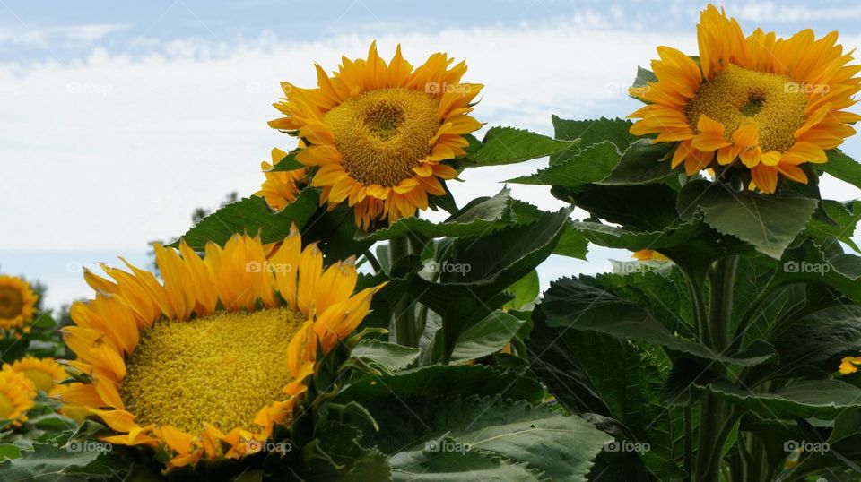 Sunflowers