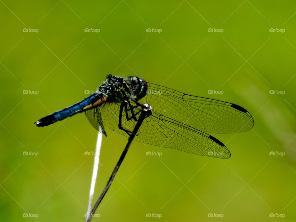 Dragonfly