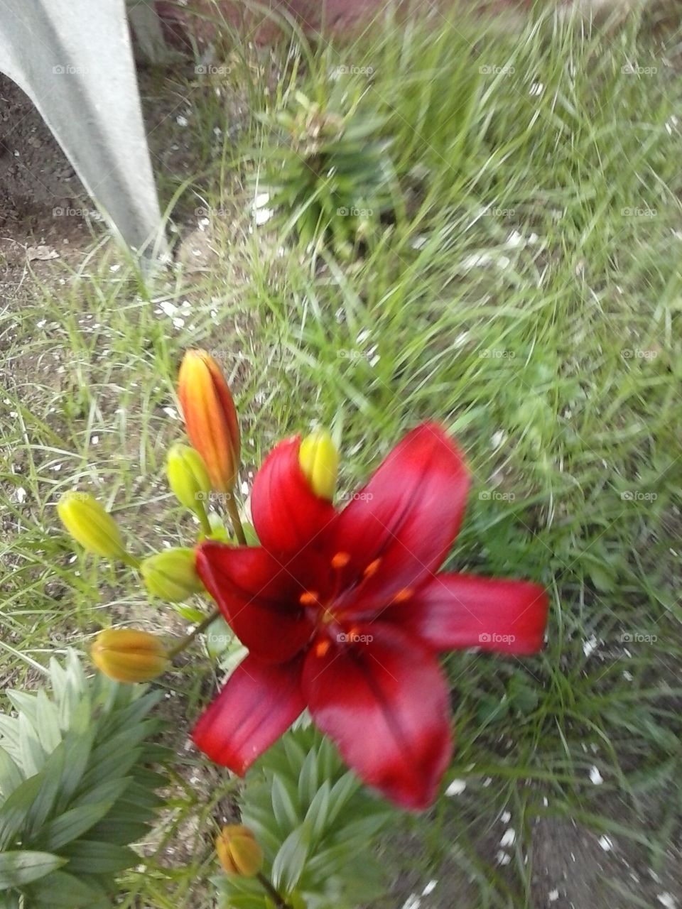 crimson lily. a crimson Lily in my garden