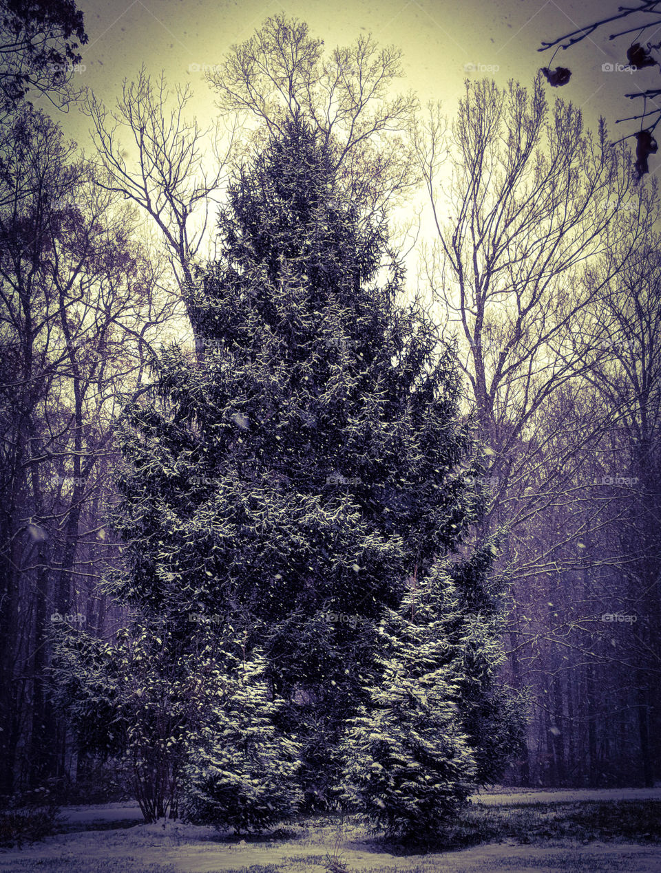 pine trees in the snow